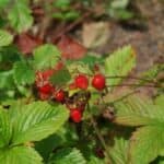 Pflanzen für Mülltonnenbox - Wald-Erdbeere