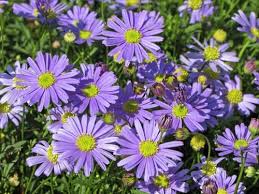 Gänseblümchen