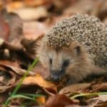 Igel im Laub