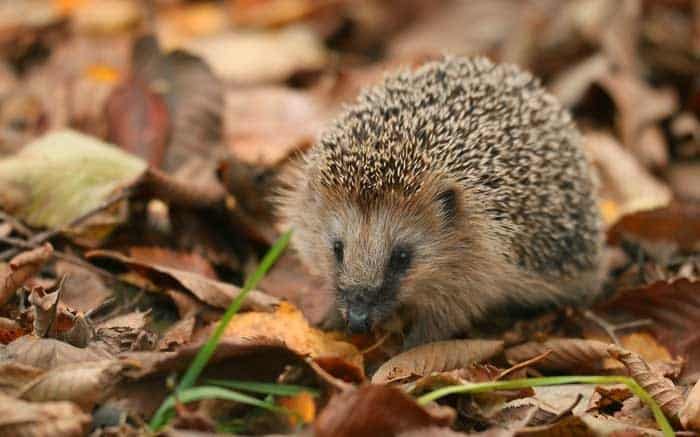 Igel im Laub